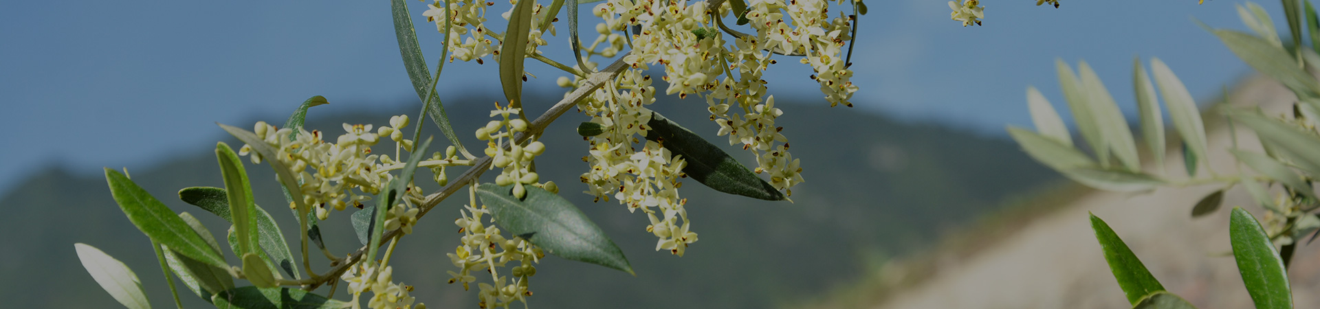 種植優(yōu)勢(shì)內(nèi)頁大圖