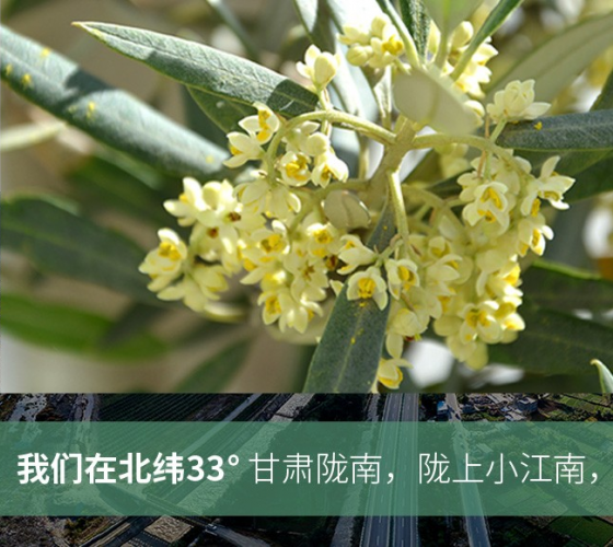 武都的氣候、土壤等與地中海沿岸極其相似，同處于世界頂級(jí)油橄欖黃金生產(chǎn)帶（32°58--33°36）年平均氣溫為14.7°，年日照時(shí)數(shù)1911..